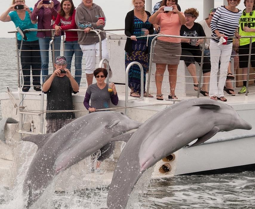 dolphin tours gulfport fl