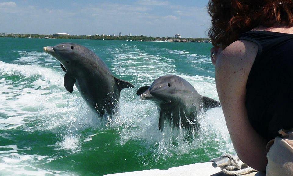 Dolphin Talk  Port O'Connor – Seadrift News