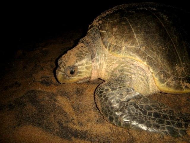 GAHIRMATHA TURTLE SANCTUARY (2024) All You Need to Know BEFORE You Go ...