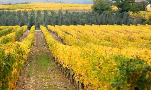 Vineyards in autumn