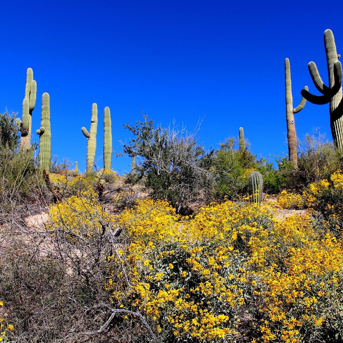 Rincon Mountain Visitor Center (Tucson) - All You Need to Know BEFORE ...