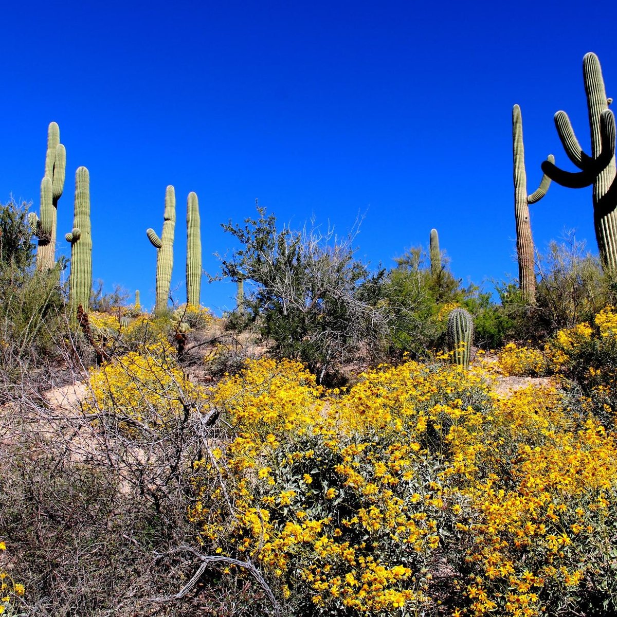 Rincon Mountain Visitor Center - All You Need to Know BEFORE You Go (2024)