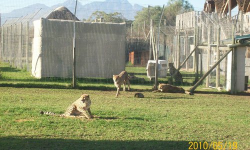 Cheetah Outreach