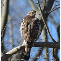 Coopers Hawk