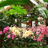 The Orchid house