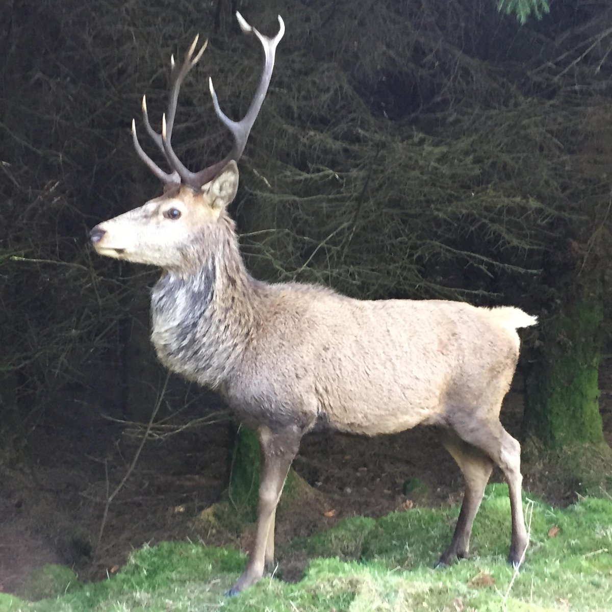 BAINLOCH DEER PARK (2024) All You Need to Know BEFORE You Go (with Photos)