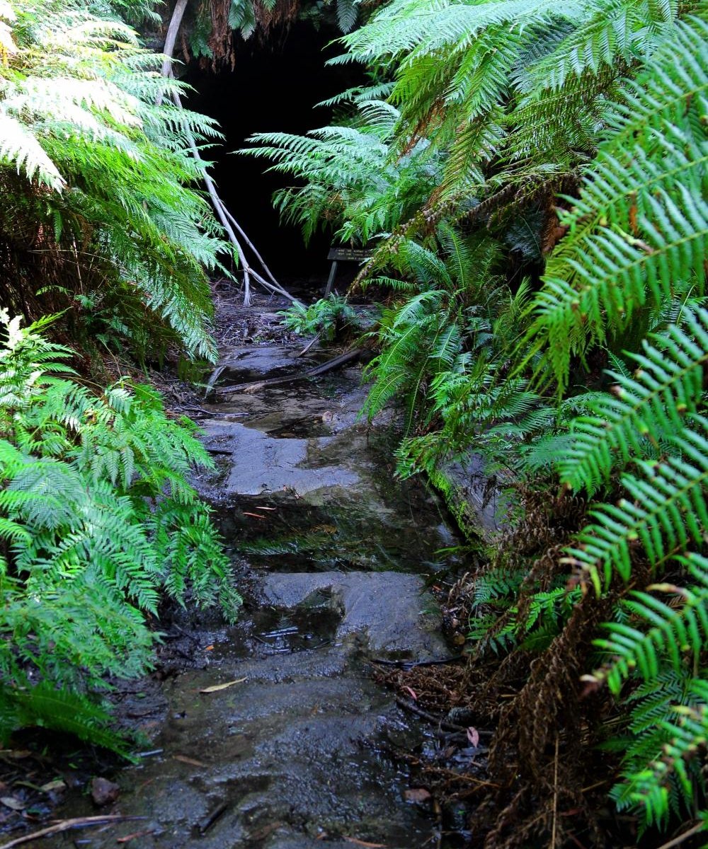 glow-worm-tunnel-lithgow-2021-ce-qu-il-faut-savoir-pour-votre