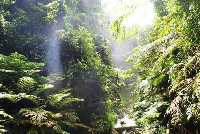 Pristine cloud forest