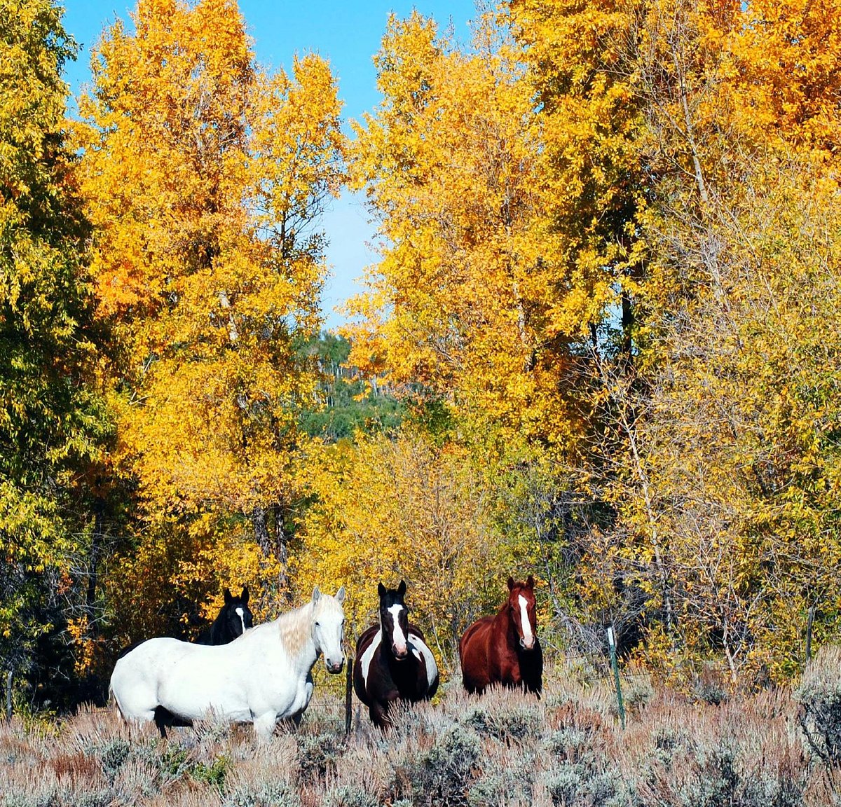 Now E-Bikes are available for rides in and around Medicine Bow Lodge –  Medicine Bow Lodge