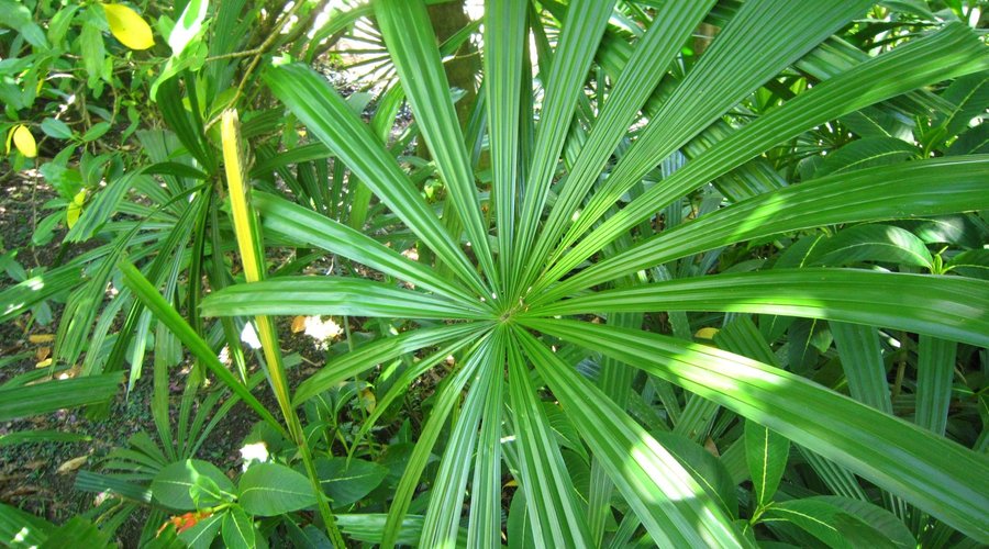 Foliage Flora Tropica