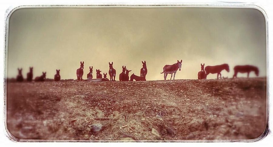 Donkeys