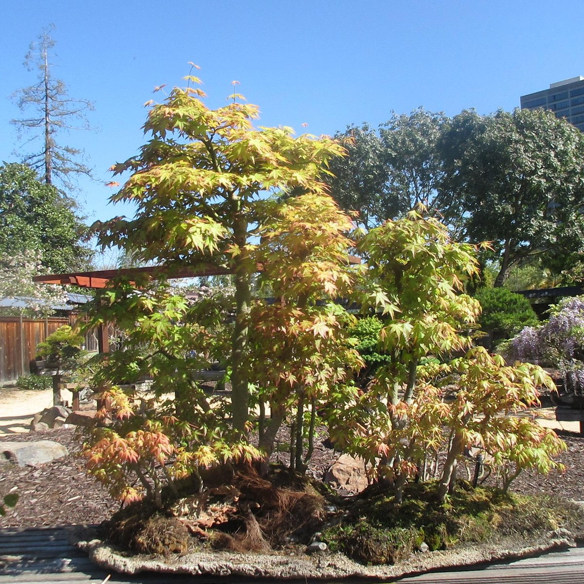 https://dynamic-media-cdn.tripadvisor.com/media/photo-o/07/94/e8/85/gsbf-bonsai-garden-at.jpg?w=1200&h=1200&s=1