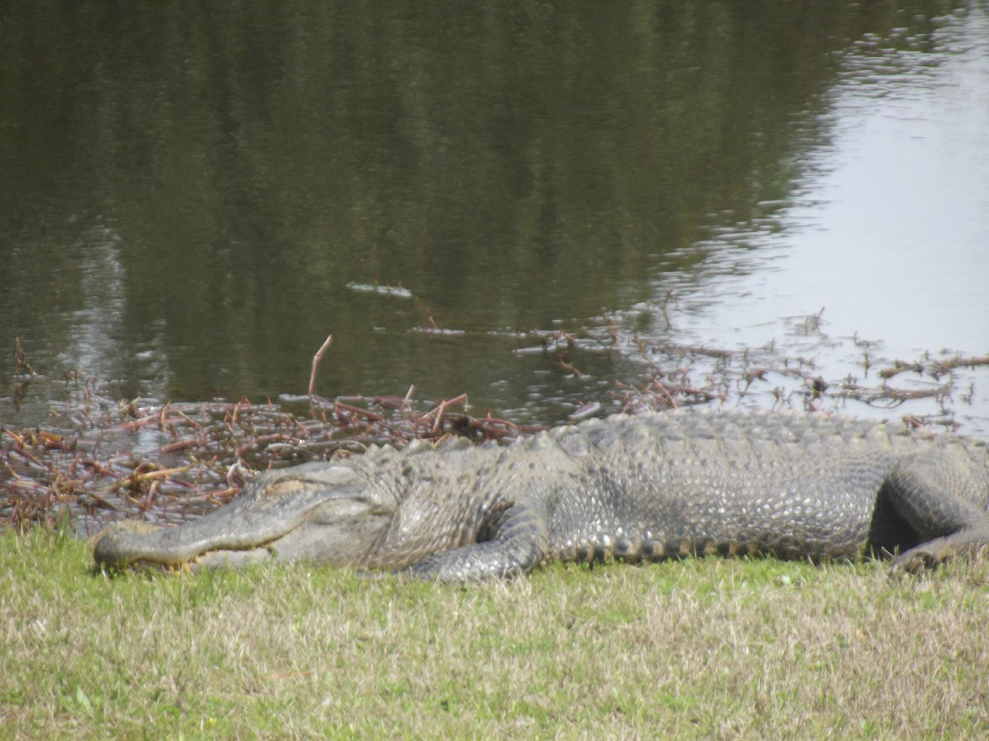 Indigo Creek Golf Club All You Need to Know BEFORE You Go 2024