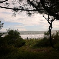 kawasan cemara udang yang berbatasan langsung dengan pantai, dengan hamparan rumput hijau