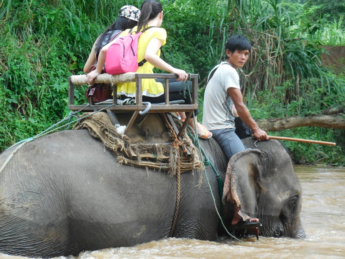 Elephant Riding Chiang Mai - All You Need to Know BEFORE You Go