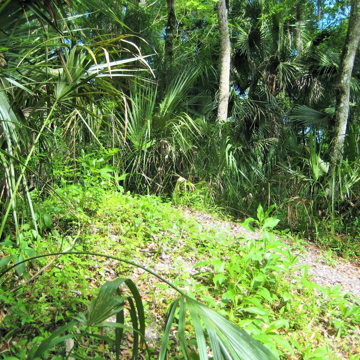 Hontoon Island State Park - All You Need to Know BEFORE You Go (2024)