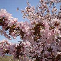 公園の桜