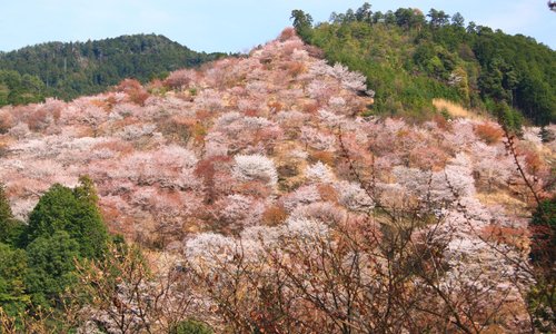 中千本