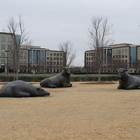 Reclining Bulls