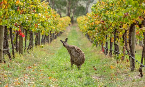 Du lịch Barossa Valley năm 2023: hoạt động giải trí tại Barossa Valley |  Tripadvisor