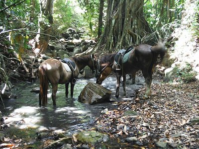 Martinique 2024: Best Places to Visit - Tripadvisor