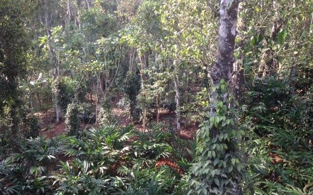 Pepper and Coffee plantation at Pepper County Home Stay