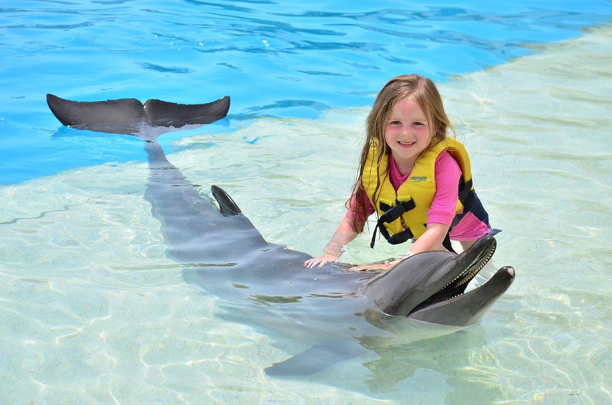 Dolphinaris Cancún - 2023 Lo que se debe saber antes de viajar - Tripadvisor