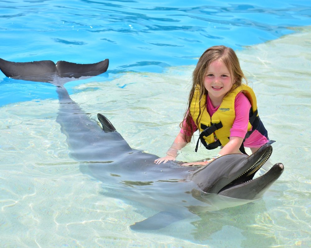 best place to swim with dolphins in cancun