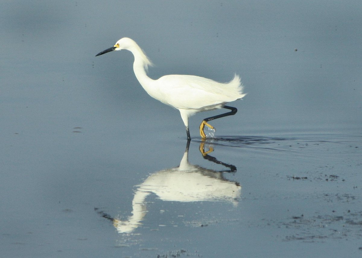 Chincoteague Natural History Association Wildlife Tour - All You Need ...