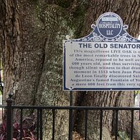 The Old Senator Tree...