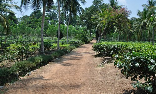 The roadway through the plantation