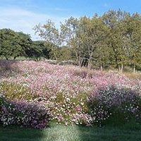 A splash of colour provided by Cosmos flowers in April.