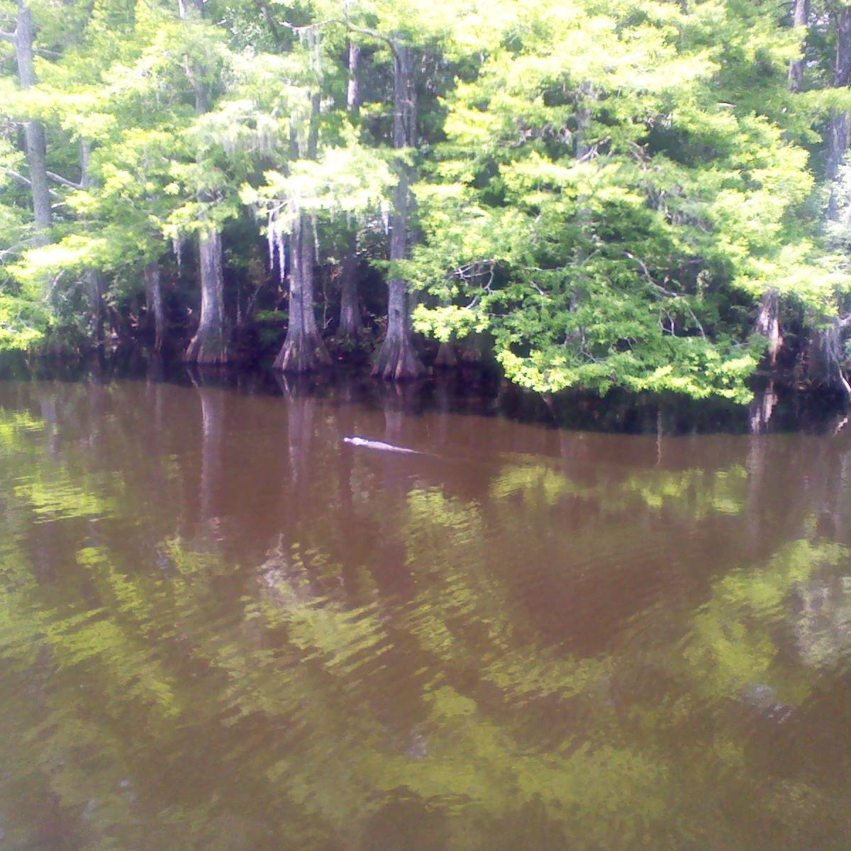 Babcock Ranch Preserve (Punta Gorda): All You Need to Know