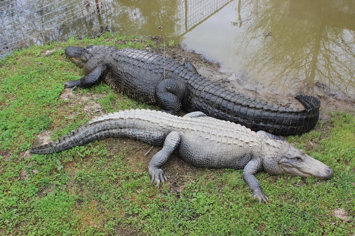 East Texas Gators and Wildlife Park - All You Need to Know BEFORE You ...