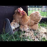Point of lay chickens