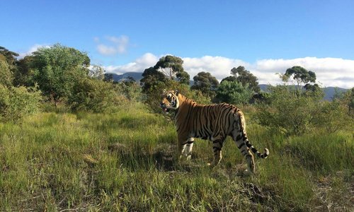 Raise, Bengal Tiger
