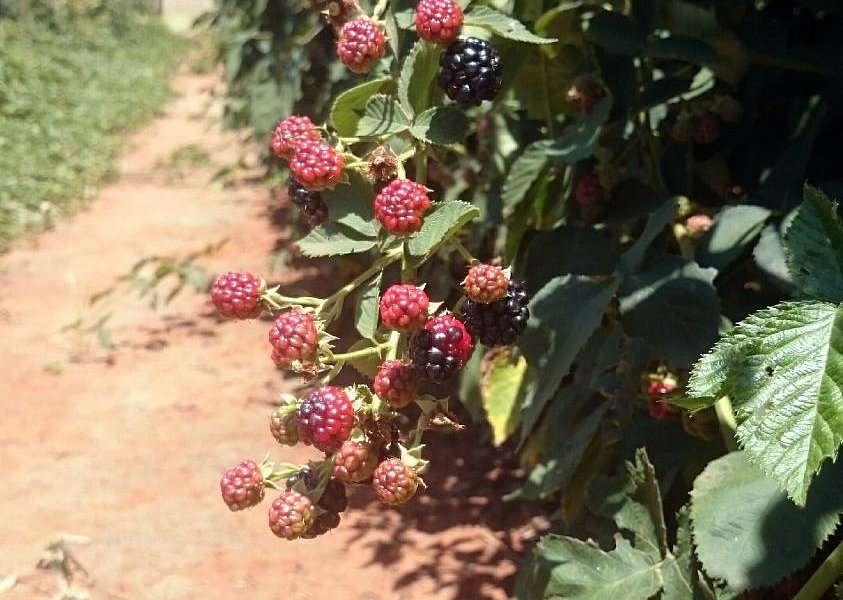Bon-Af Berry Farm image