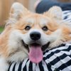 Marcel Le Corgi, Aurélie & Pierre