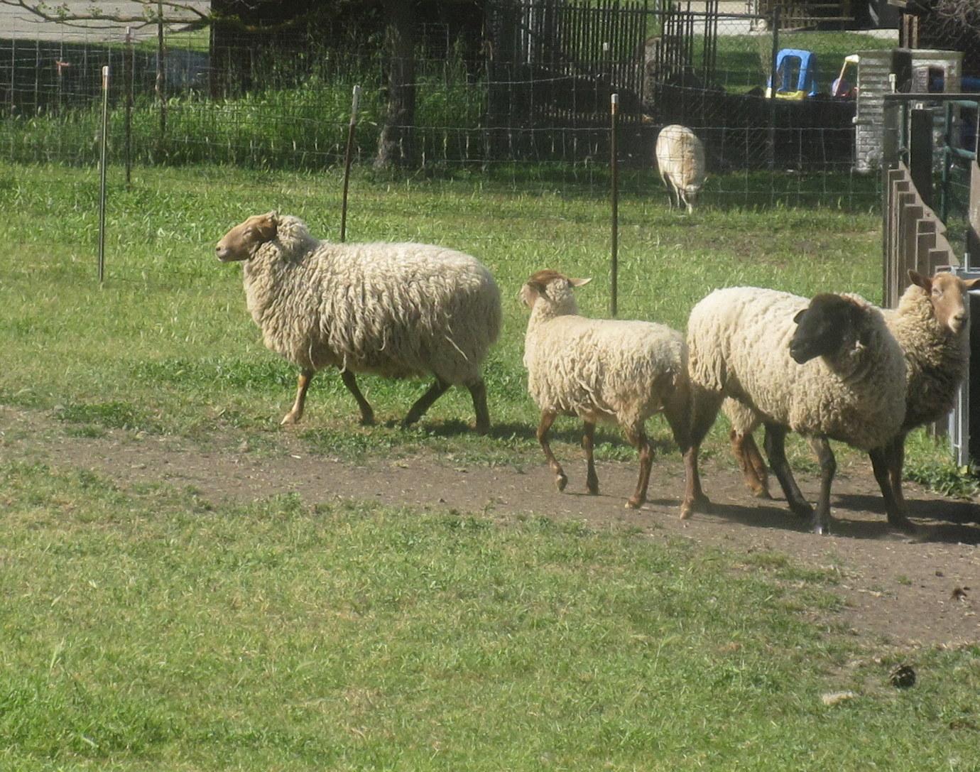 2022 Forest Home Farms Historic Park   Sheep 