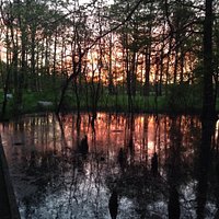 Dusk at Greenville Cypress Trust