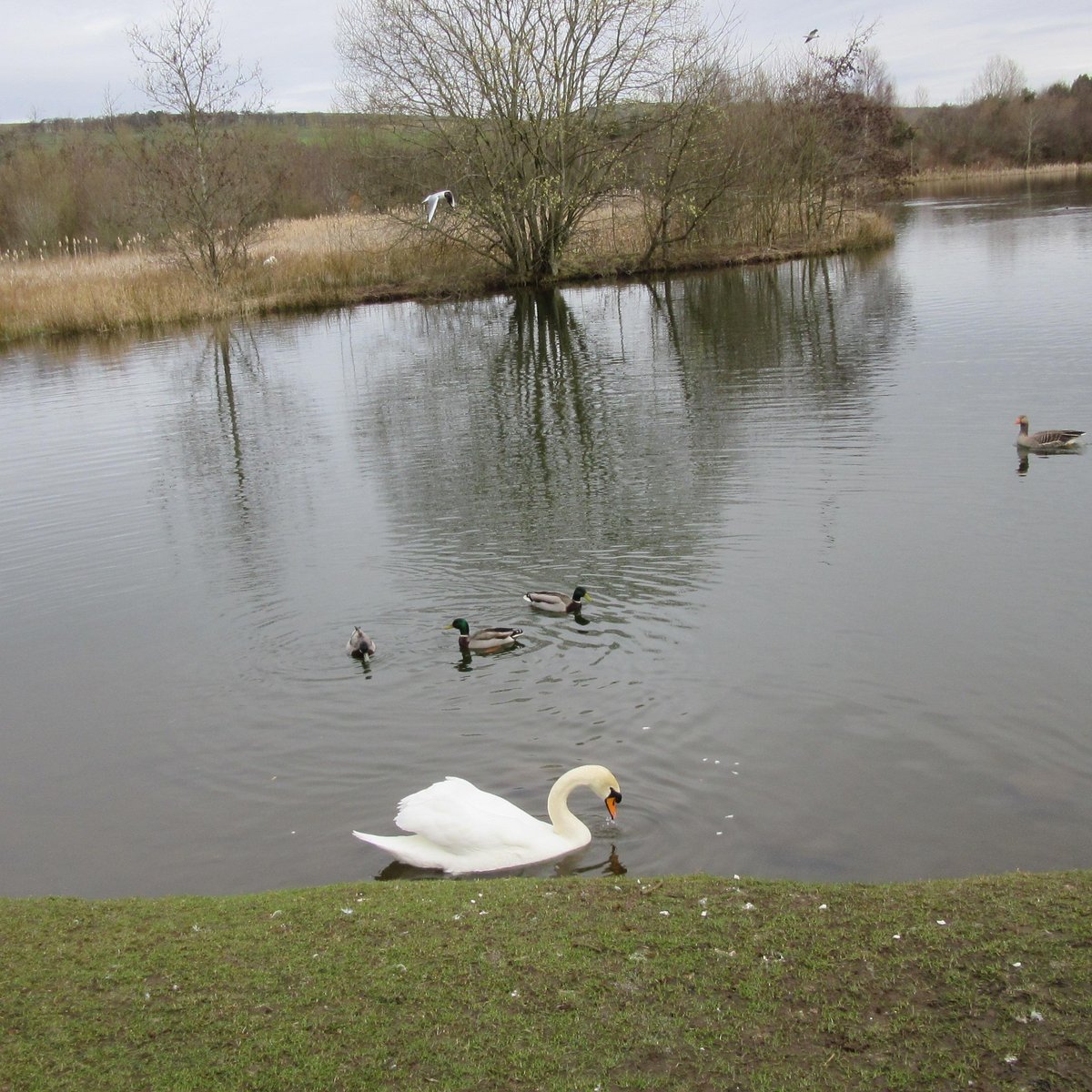 BIRNIE LOCH (Collessie) - All You Need to Know BEFORE You Go