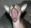 ReginaCattiva