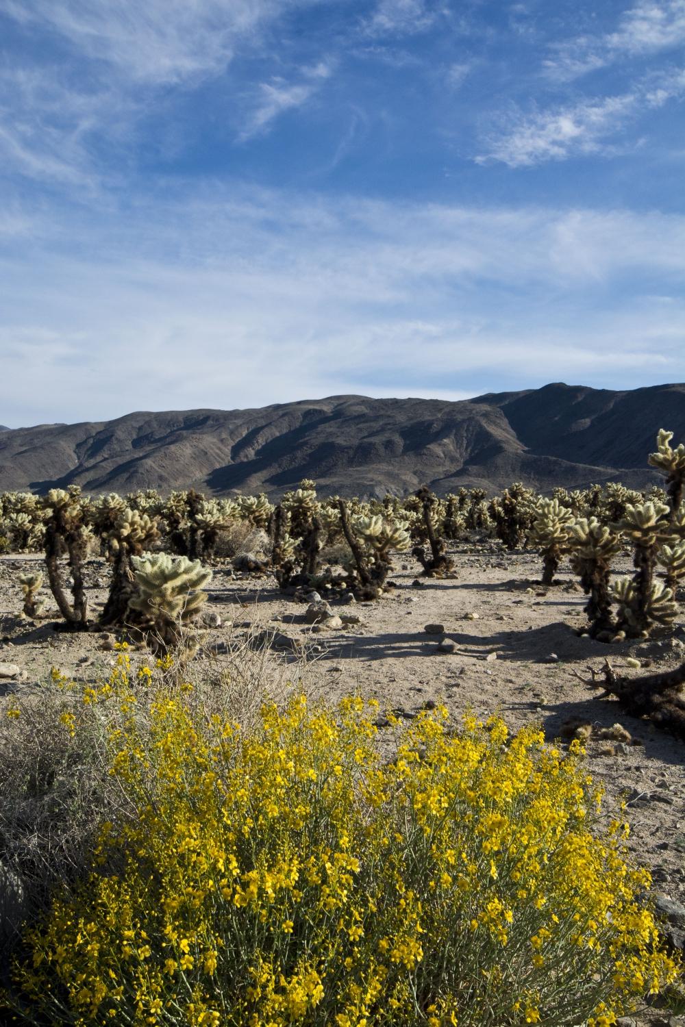 CHOLLA CACTUS GARDEN 2025 All You MUST Know Before You Go With Cholla Cactus Garden