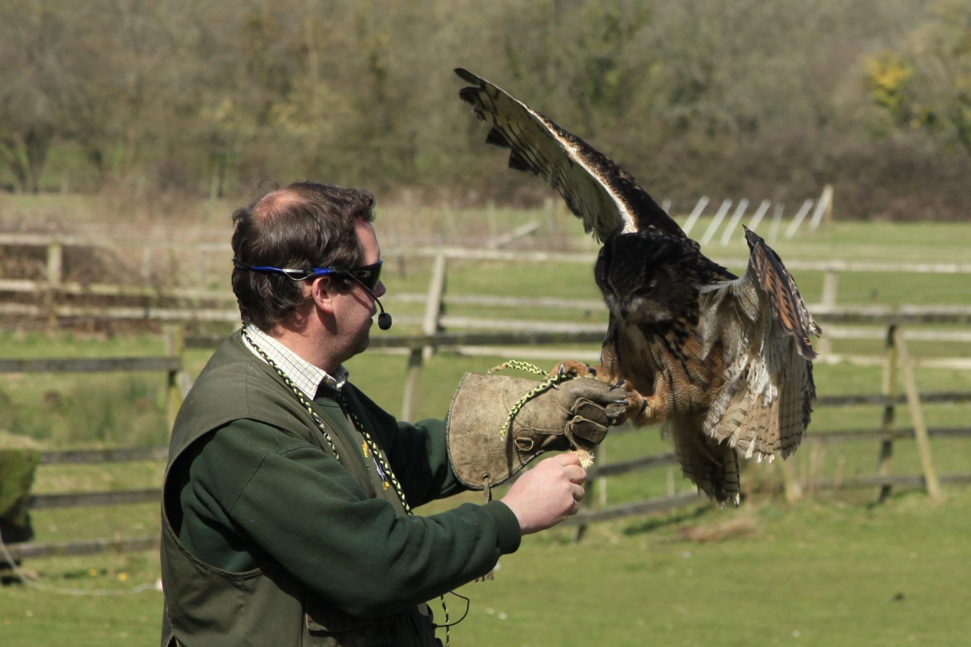 The Welsh Hawking Centre All You Need to Know BEFORE You Go 2024