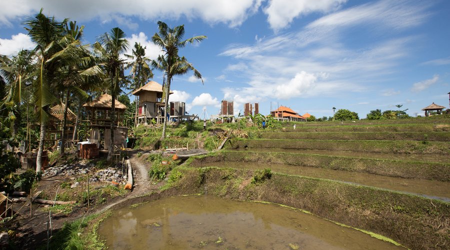 Rice Field at the Biyukukung Suites and Spa