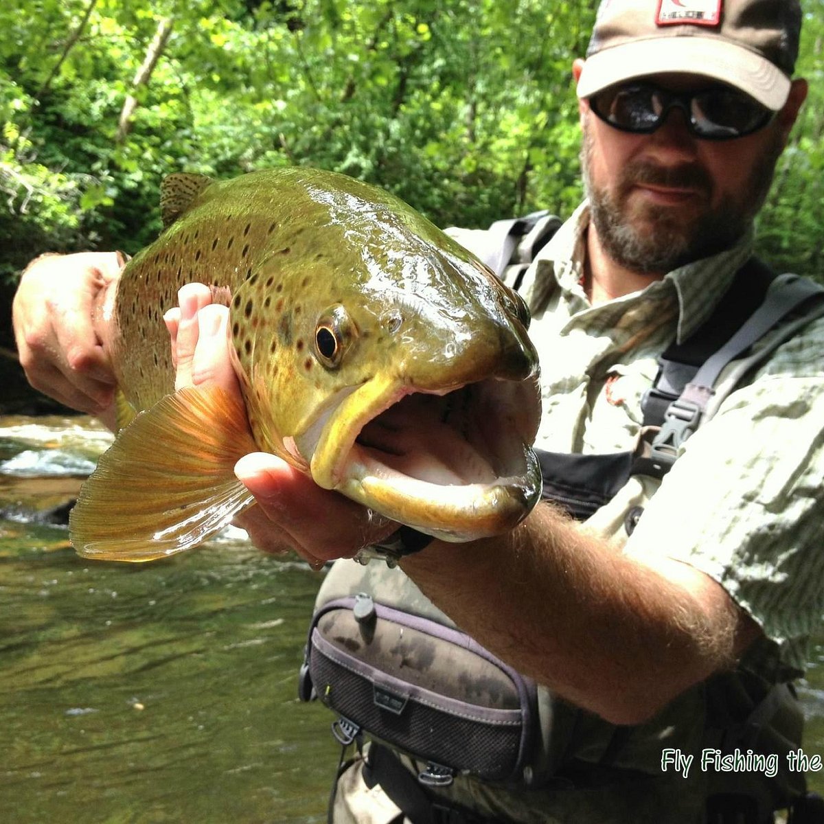 Fly Fishing the Smokies - All You Need to Know BEFORE You Go (2024)