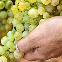 Vins sense sulfits