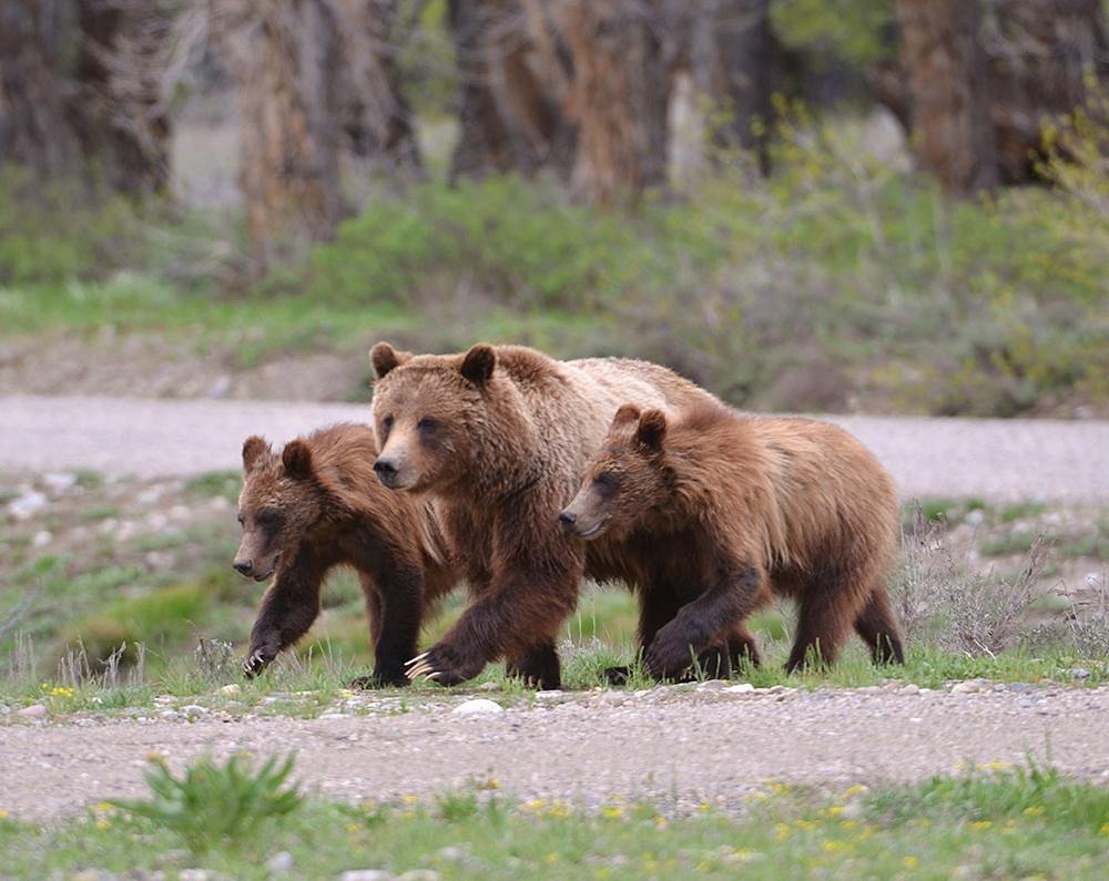 Bear Witness Safari, Джексон: лучшие советы перед посещением - Tripadvisor