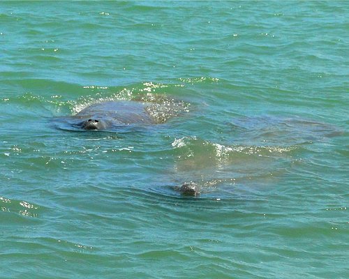 manatee boat tour fort pierce