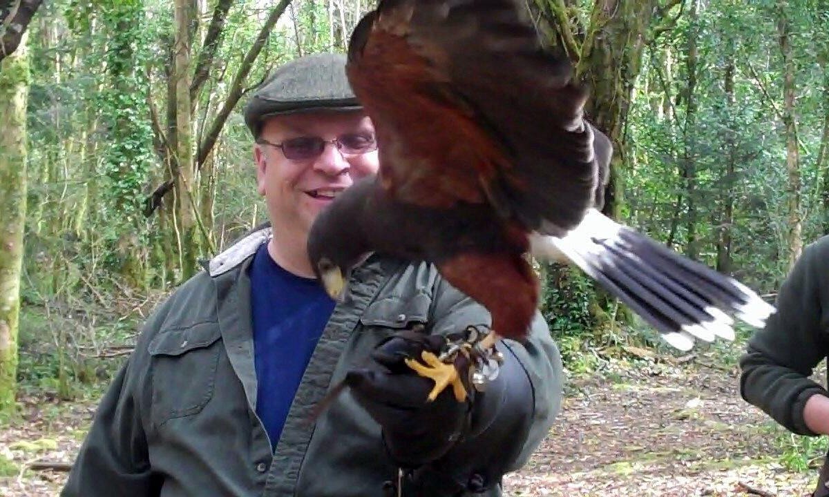 Ireland's School of Falconry - All You Need to Know BEFORE You Go